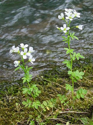 <i>Cardamine amara</i> Species of flowering plant in the cabbage family Brassicaceae