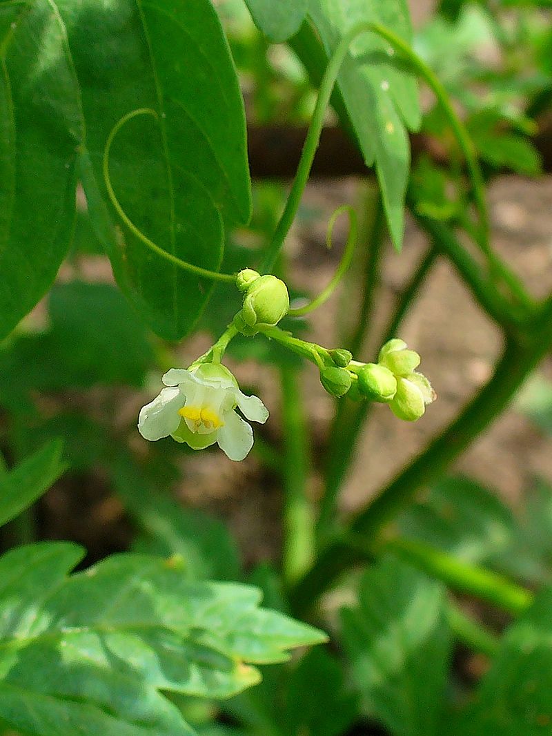 Cardiospermum halicacabum 01.jpg