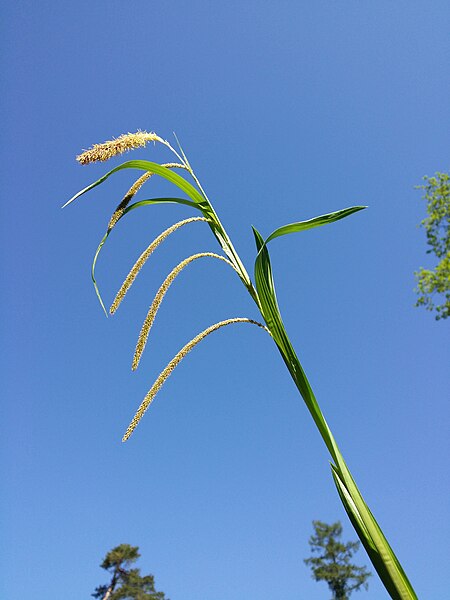 File:Carex agastachys sl44.jpg