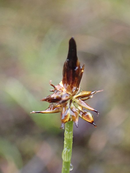 File:Carex nigricans 153678906.jpg