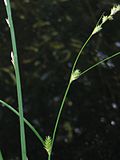 Thumbnail for Carex remota