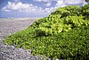 Scaevola thicket on Windward Islet, Caroline Atoll