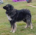 Carpathian Shepherd, dark grey