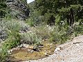 Carpenter Canyon creek