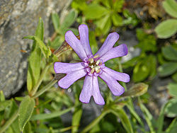 Caryophyllaceae - Silene vallesia.jpg