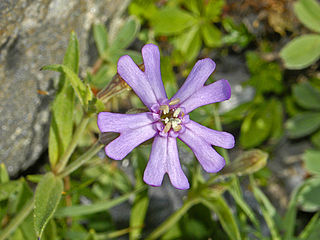 <i>Silene vallesia</i> Species of flowering plant