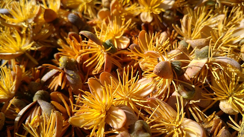 File:Caryota urens Male Flowers.jpg