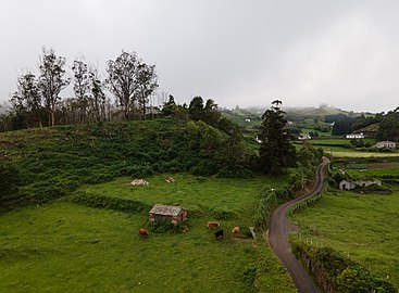 Cattle on a field, Santo Espírito, Santa Maria, Azores, Portugal