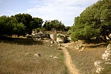 עצים מקיפים שני גושי עמודים נטושים במחצבה.