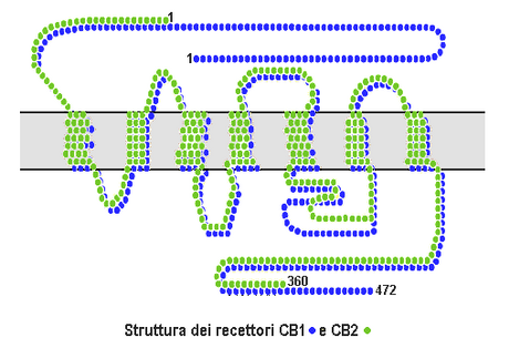 Receptor canabinoid