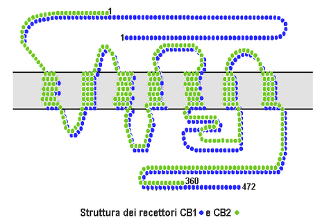 CB1 and CB2 structures