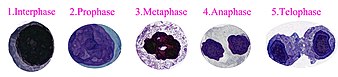 Cell cycle (5 stages of mitotic cell life).jpg