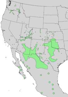 Carte de l'aire de répartition de Celtis reticulata 3.png