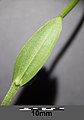 Stem with cauline leaf