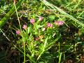 Centaurium pulchellum on the German island Hiddensee,