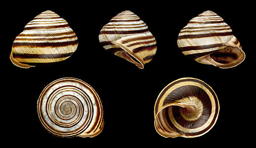 Cepaea vindobonensis