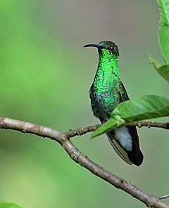 Chalybura buffonii (Colibri de Buffon) (36016728973).jpg