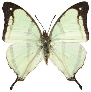 <i>Charaxes kahldeni</i> Species of butterfly