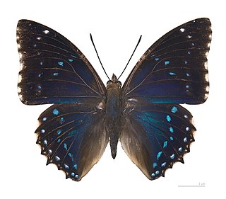 <i>Charaxes numenes</i> Species of butterfly