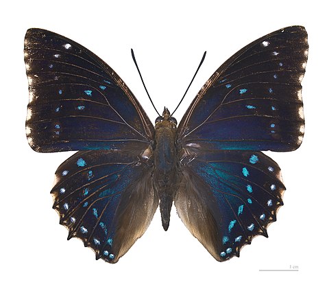 Museum specimen ♂ dorsal side