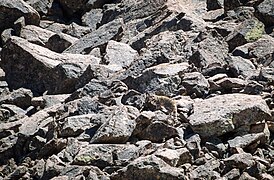 Chat-parc-national-Lauca-2018.jpg