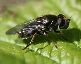 Cheilosia proxima