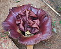 * Nomination Amorphophallus paeoniifolius --Kiran Gopi 10:17, 19 April 2012 (UTC) * Promotion Needs an english file description. --NorbertNagel 21:30, 21 April 2012 (UTC) Done--Kiran Gopi 00:47, 22 April 2012 (UTC) Good quality, best in this category. --NorbertNagel 07:32, 22 April 2012 (UTC)