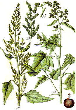 Balra: Chenopodium urbicum Jobbra: Chenopodium hybridum
