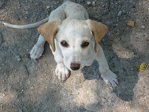 Chien: Dénominations, Caractéristiques physiques, Caractéristiques génétiques