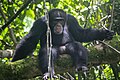 Chimpanzé de Bossou 40.jpg