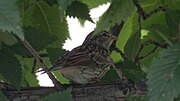 Thumbnail for File:Chipping Sparrow (Spizella passerina) - Saskatoon, Saskatchewan 2014-08-05.jpg