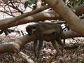 Grüne Meerkatzen Green Monkey