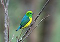 Blue-naped chlorophonia