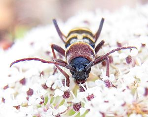 Chlorophorus trifasciatus front.jpg