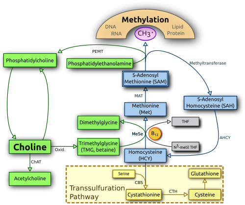 Choline metabolism