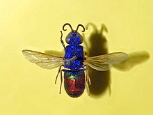 Chrysididae - Chrysis compareata.JPG