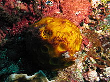 Cinachyrella sponge 2 at Bima bay.JPG