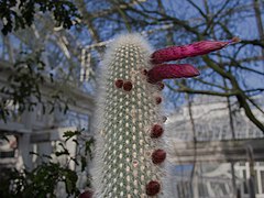 Cleistocactus strausii (70391).jpg