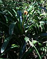 Clivia caulescens