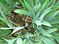 Clonal colony of Iris germanica.jpg