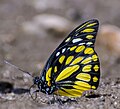 * Nomination: Close wing view of Prioneris thestylis (Doubleday, 1842) - Spotted Sawtooth. By User:Ankit0908 --Atudu 14:50, 18 December 2023 (UTC) * * Review needed