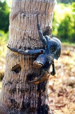 Coconut crab.