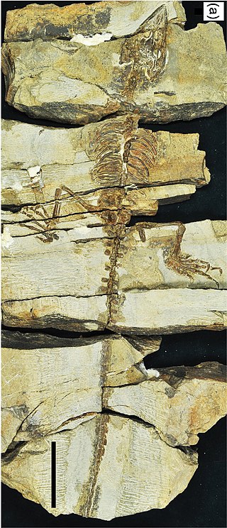 <i>Coeruleodraco</i> Extinct genus of choristoderan