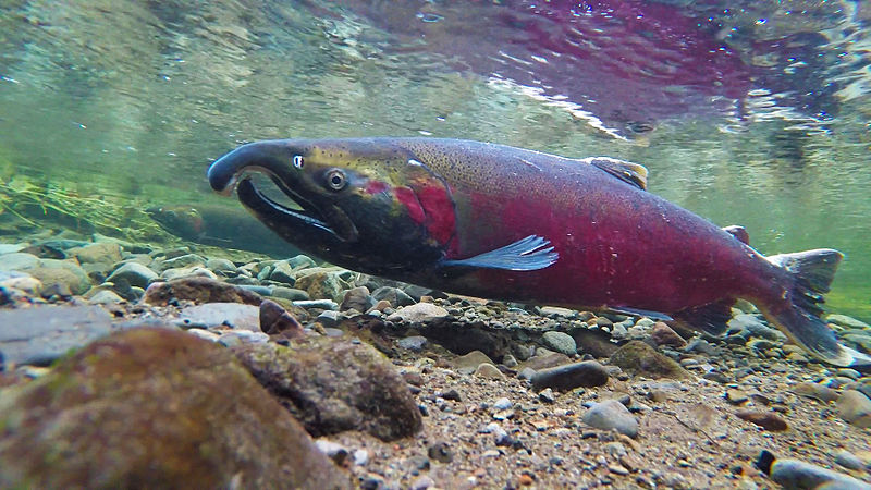 File:Coho Spawning on the Salmon River (16335492972).jpg