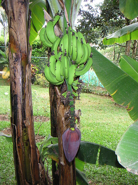 File:Colbanana05.jpg