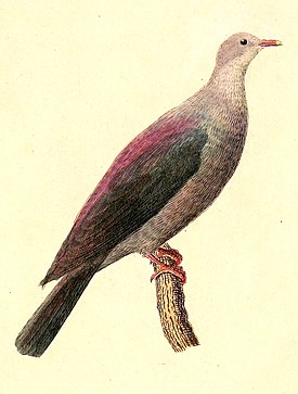 Columba Versicolor