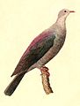 Columba versicolor 1832.jpg