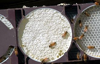 Comb honey production using Ross Round style equipment: center comb is complete, right in progress Comb honey.jpg