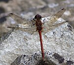 Sympetrum striolatum – Oberseite