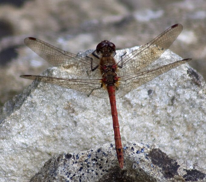 File:Common Darter 1 (4982865859).jpg